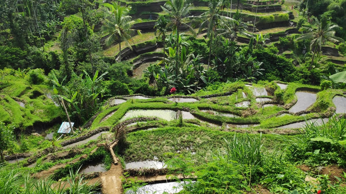 Seven Days in Bali with the Family: The Travey Club Route from Sydney