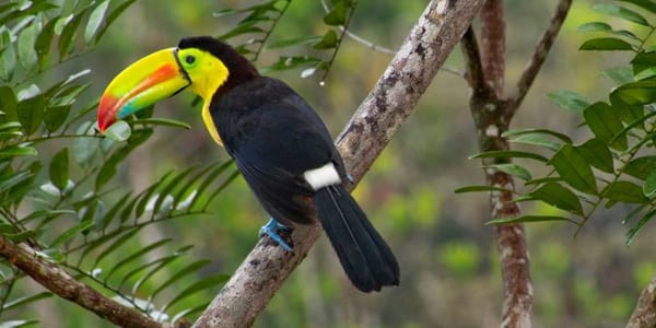 7-Day Costa Rica Family Signature — Detailed: Arenal, Monteverde & Manuel Antonio from San Diego